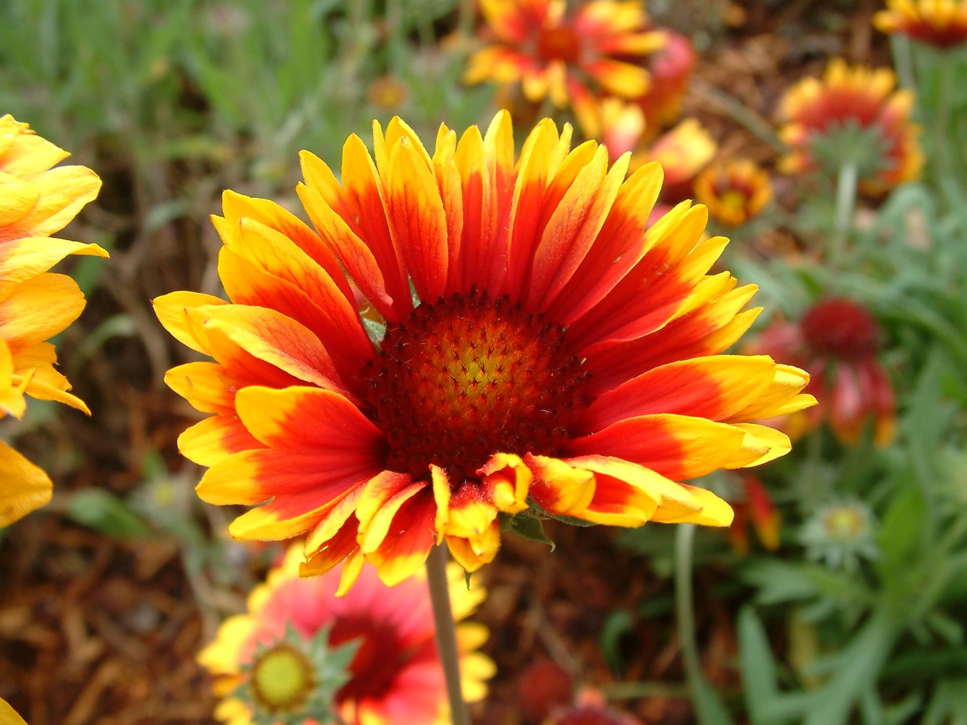 Photo of a gaillardia flower from Gardensoft website